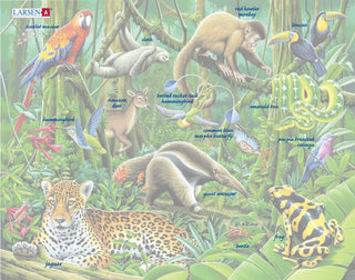 Sør-amerikansk regnskog