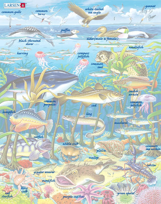 Sjøliv i Nord Atlanteren