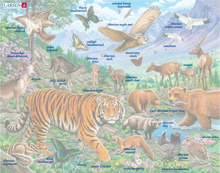 Amurtigeren i sibirsk sommer