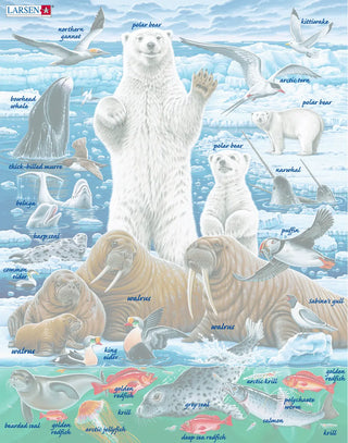 Isbjørn og hvalross