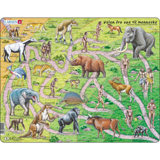 Veien fra ape til menneske